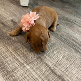 Sadie - Red and white female Cockapoo puppy in Brookings, South Dakota from Hofer Pups