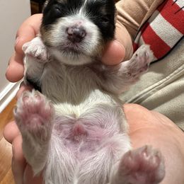 Biewer Terrier Puppies from Lozado’s Biewers