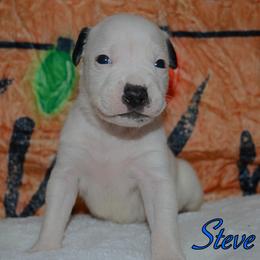 Steve - male Alapaha Blue Blood Bulldog puppy in Walbridge, Ohio from United Alapaha Bulldogs