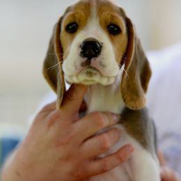 Beagle Puppies from Richmark Beagles