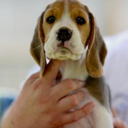 Beagle Puppies from Richmark Beagles