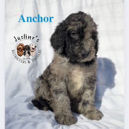 Anchor - Merle male Goldendoodle puppy in Sterling, Connecticut from Justine’s Retrievers and Doodles