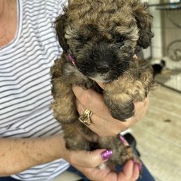 Brilee - Brindle Poodle puppy in Lexington, Tennessee from Jm’s Precious Poodles