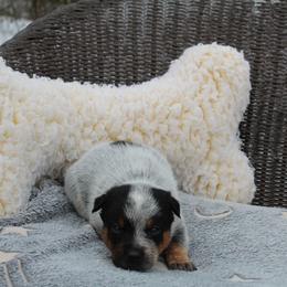 Tracker - Light Blue - Blue male Australian Cattle Dog puppy in Colbert, Oklahoma from LoveAHeeler
