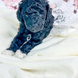 Oreo - Black female Poodle puppy in from Pink Poodles and Doodles