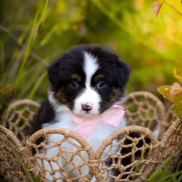 Daisy - Black tri-color female Australian Shepherd puppy in Georgetown, Texas from River Reign Australian Shepherds
