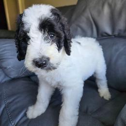 Truffles - Black and white female Bernedoodle puppy in Mckenzie, Tennessee from Small Town Doodles & Poodles
