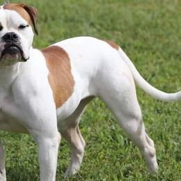Aurora - American Bulldog