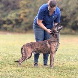 Gordo - Dutch Shepherd