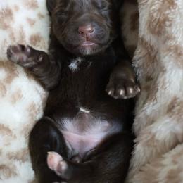 Chai - Liver female Miniature Schnauzer puppy in Miami, Florida from Chiquiticos Shnauzers