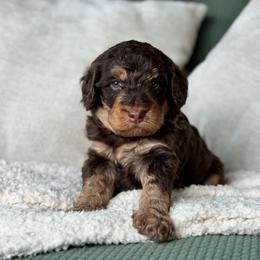 Maple - Phantom female Bernedoodle puppy in Spring, Texas from At The Cross Kennel