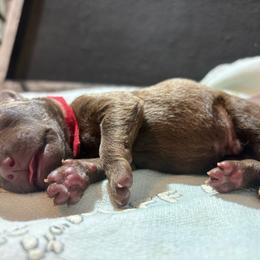 Red collar boy - Brown male Chesapeake Bay Retriever puppy in Las Vegas, Nevada from Birdsview Chesapeake Kennel