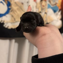 Tony - Black male Pomeranian puppy in Springfield, Missouri from Hope Mountain Pomeranians