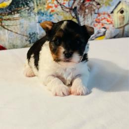Scout  3500 - Black tan and white female Biewer Terrier puppy in Douglas, Georgia from Heartland small breeds