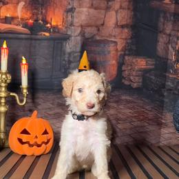 Brown boy - Gold male Labradoodle puppy in El Paso, Texas from My Cuddly Doodles