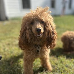 Scoutie - Poodle