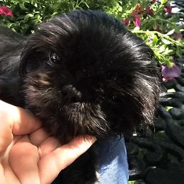 Elvie - Shih Tzu