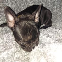 French Bulldog Puppies from Absolute Frenchie Connection