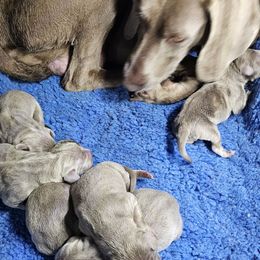 Girl 1 - Gray female Weimaraner puppy in Glendive, Montana from Lazy Hearts Kennel