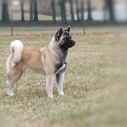 Akita All Grown Up from Komai Akitas