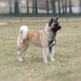 Akita All Grown Up from Komai Akitas