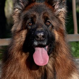 Elite - German Shepherd