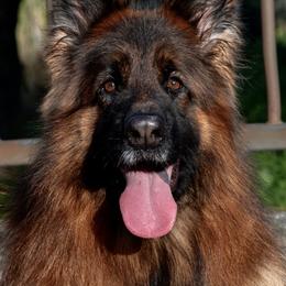 Elite - German Shepherd