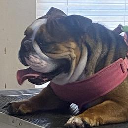 Nellie bellie - Bulldog