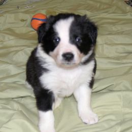 Border Collie Puppies from Frozen Border Collies