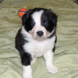Border Collie Puppies from Frozen Border Collies