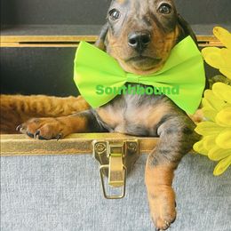 Buckshot - Dapple male Dachshund puppy in Leoma, Tennessee from Southbound Kennel