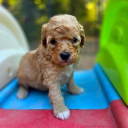 John Lennon - male Cavapoochon puppy in Bullard, Texas from Cavapoochon Central LLC