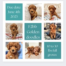 Bernedoodle, Goldendoodle, and Sheepadoodle Puppies from Maplesierradoodles