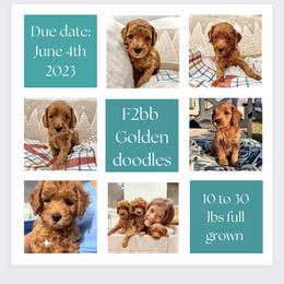 Bernedoodle, Goldendoodle, and Sheepadoodle Puppies from Maplesierradoodles
