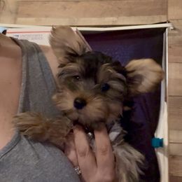 DG TURQUOISE GIRL - Black and gold female Yorkshire Terrier puppy in Blythe, California from California AKC Maltese & Yorkies