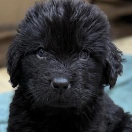 Gray boy - Black male Newfoundland puppy in Pottstown, Pennsylvania from Latin of Course Newfoundlands