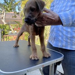 Irish Terrier Puppies from James' Irish Terriers