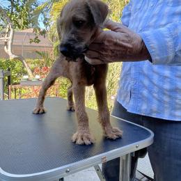 Irish Terrier Puppies from James' Irish Terriers