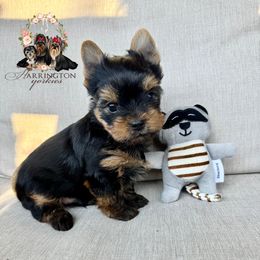 AKC Dash - Blue and gold male Yorkshire Terrier puppy in Bloomingdale, Georgia from Harrington Yorkies