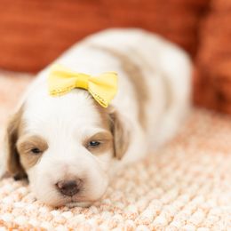 Cockapoo Puppies from Firm Foundation Cockapoos