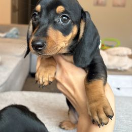 Dachshund Puppies from Carranza Puppy Farm
