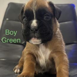 Rory - Fawn male Boxer puppy in Cicero, New York from MK Boxer Haven of CNY