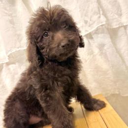 Berry - Chocolate female Labradoodle puppy in Candler, North Carolina from Maple Bakin’ Doodles