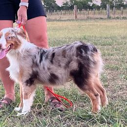 Boy 1 - Red merle Miniature Australian Shepherd puppy in Love County, Oklahoma from 6C Aussies