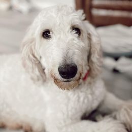 Carmella - Goldendoodle