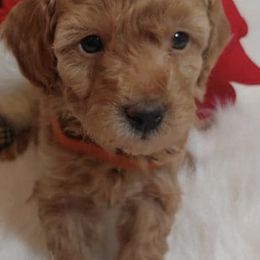 Poodles from Linn's Poodles