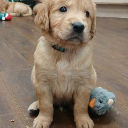 Lt Blue - Dark golden male Golden Retriever puppy in Sumterville, Florida from Hope Service Dogs, Inc