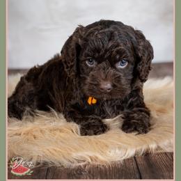 Damien - Brown male Cockapoo puppy in Connersville, Indiana from Deaz Doodle Ranch
