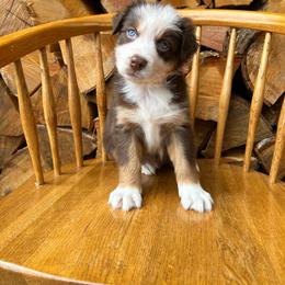 Chilli - Red tri-color female Australian Shepherd puppy in Hillsboro, Oregon from A&D Australian Shepherds