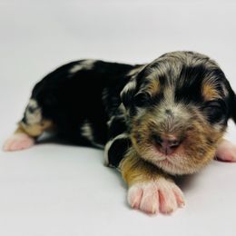 Papaya - Merle female Bernedoodle puppy in Fate, Texas from Dandy Lane Poodles & Doodles